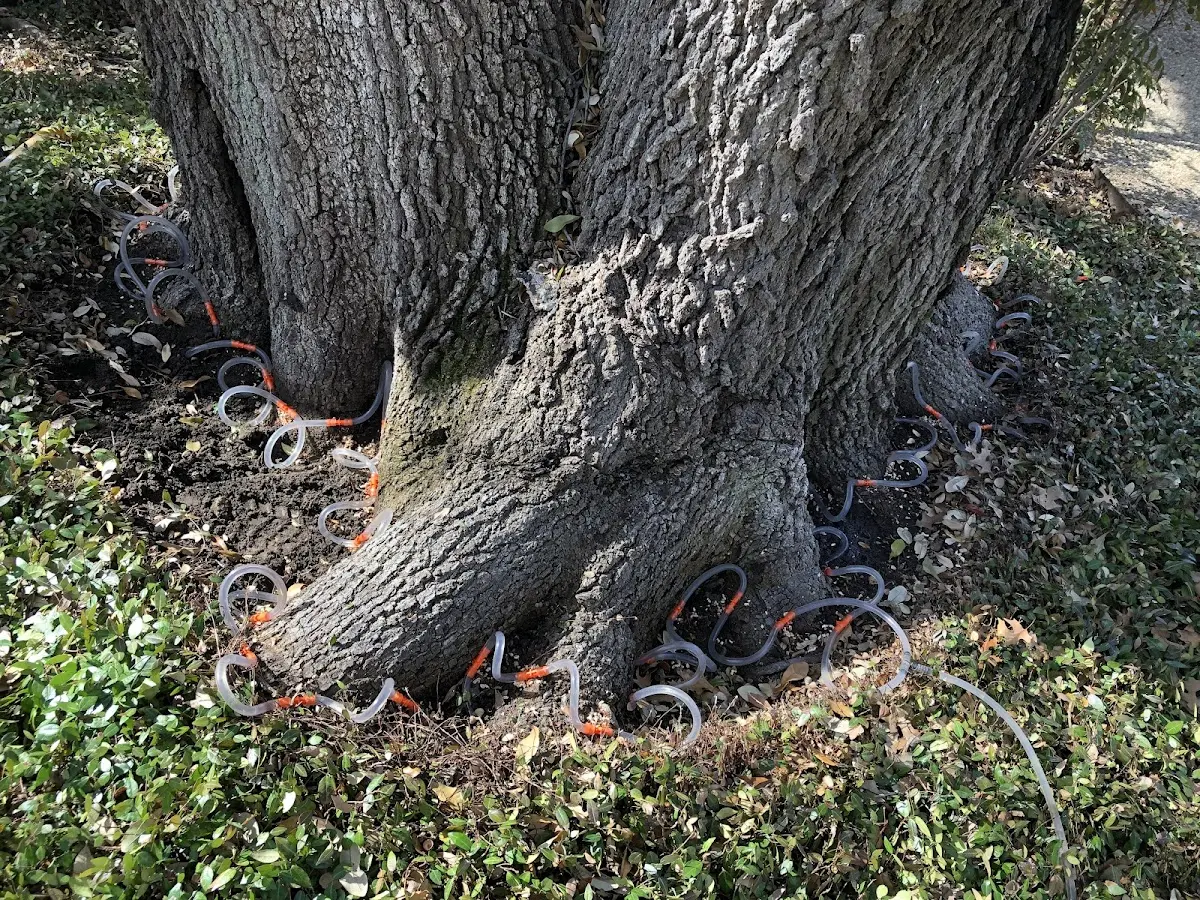 Detailed Tree Cabling and Bracing job site in Hawesville